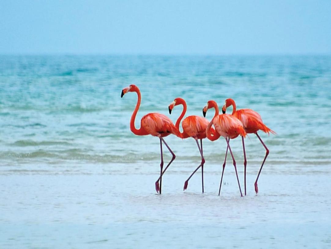 Mi Habitat Holbox-Maravilla Natural Bagian luar foto